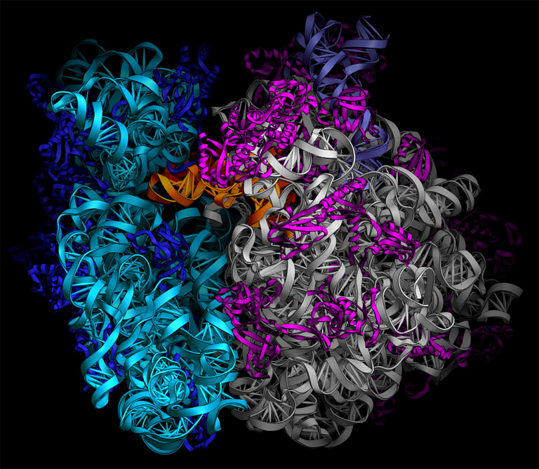 ribosomes-copy1-on-emaze