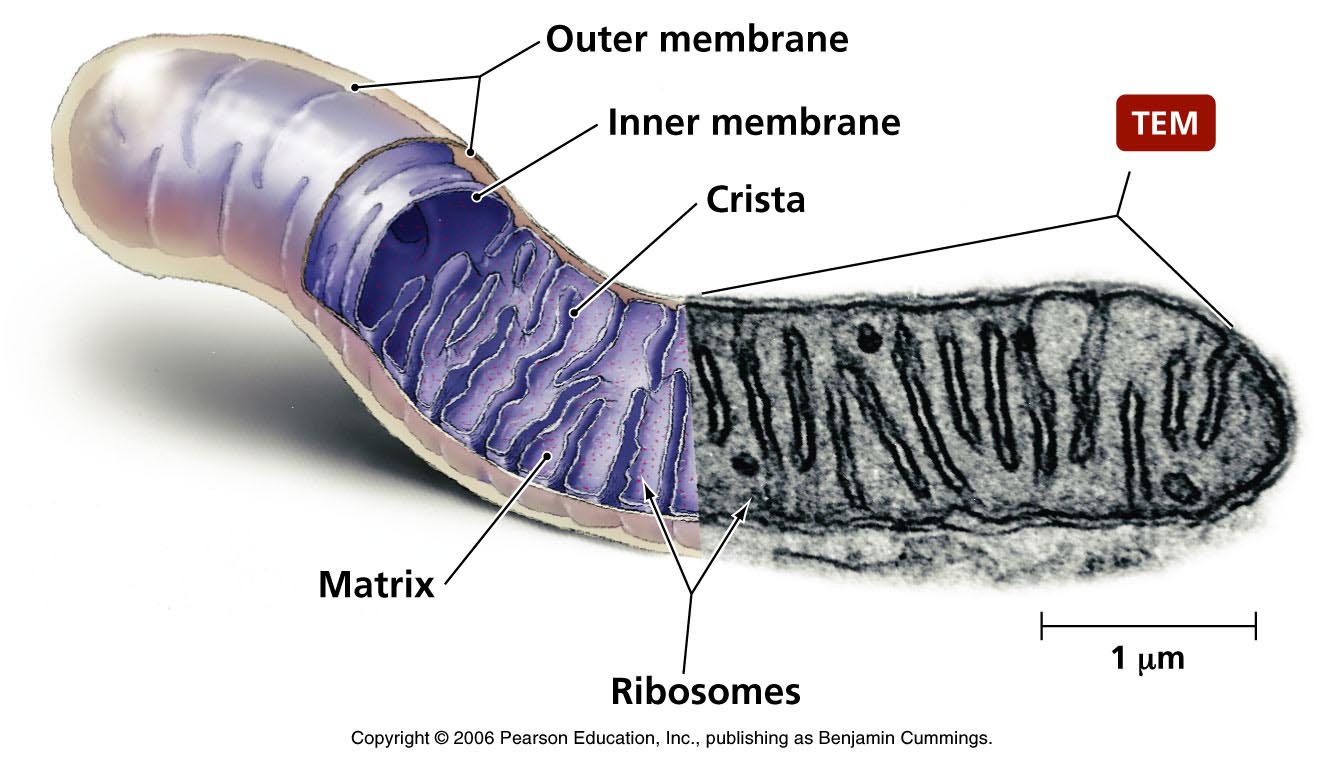 Ribosomes copy1 on emaze