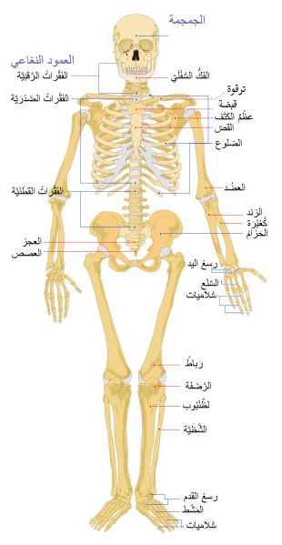 Anatomy On Emaze