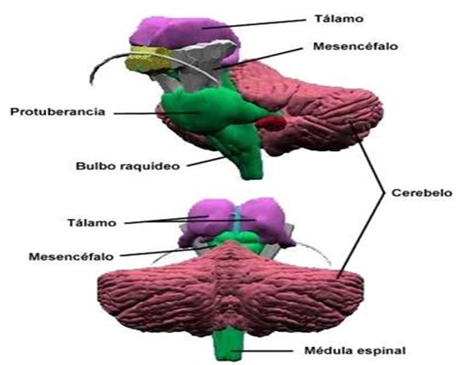 cerebelo-anatomia-on-emaze