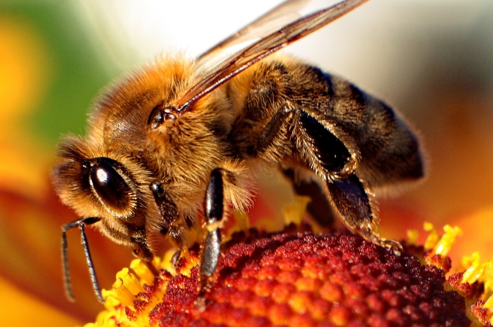 Fibonacci In Bees