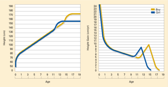 Physical Development in Adolescence at emaze Presentation