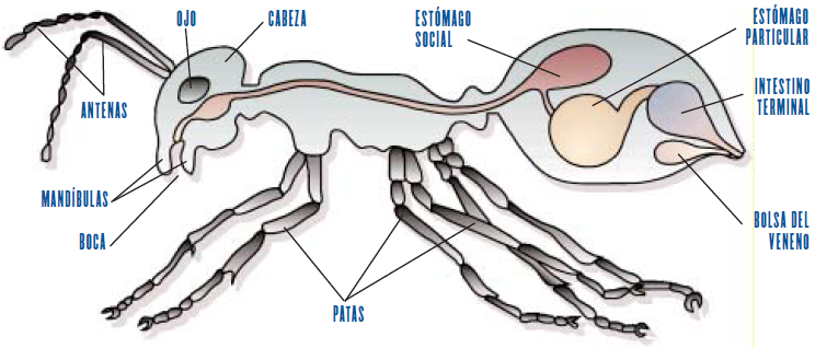 Sistema Excretor De La Hormiga