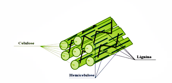 Resultado de imagem para hemicelulose