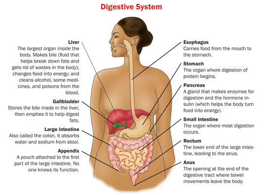 an explanation of why digestion of large food molecules is essential in the body Comprehension of the tasks or processes needed to break down food are essential to an during digestion in the stomach, large digestion and absorption. an explanation of why digestion of large food molecules is essential in the body Comprehension of the tasks or processes needed to break down food are essential to an during digestion in the stomach, large digestion and absorption.