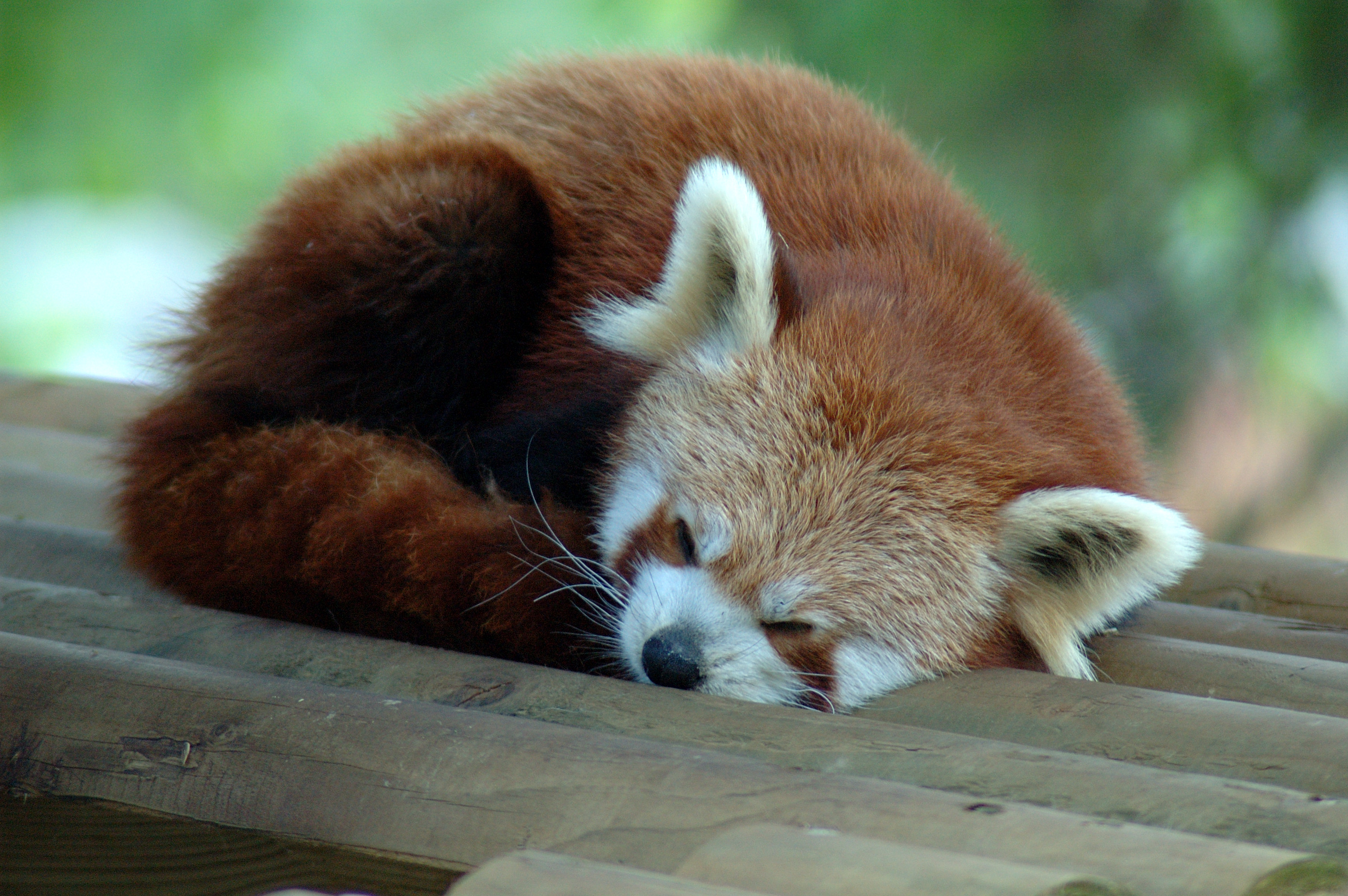 Милые красные панды спят