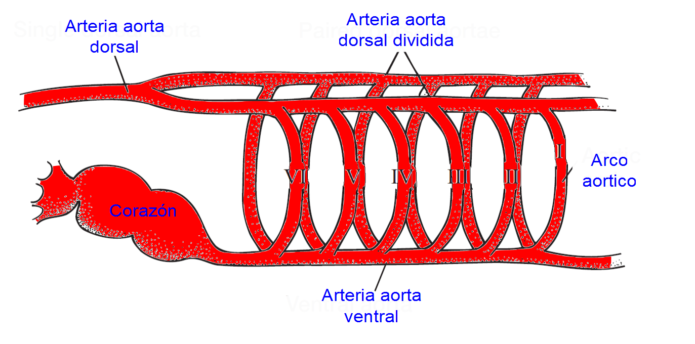 anatomia-on-emaze