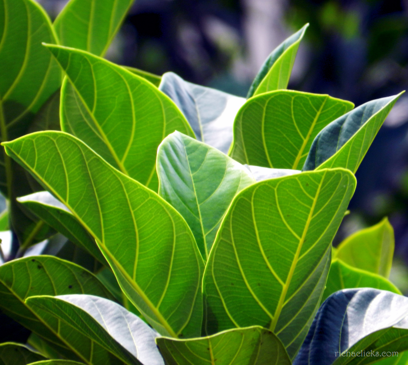 Jackfruit leaves as meat tenderizer