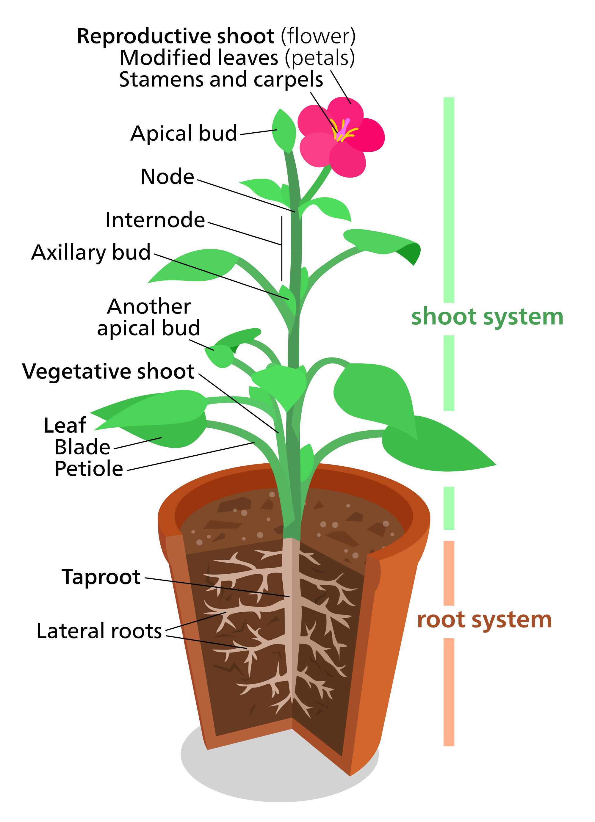 plant-reproduction-on-emaze