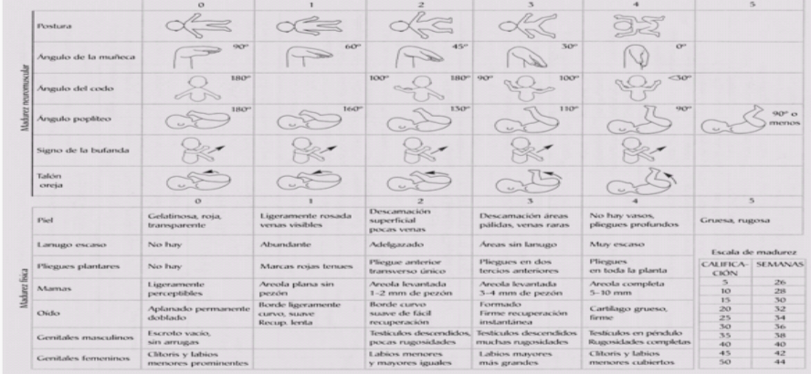 Test De Capurro En El Recien Nacido Pdf