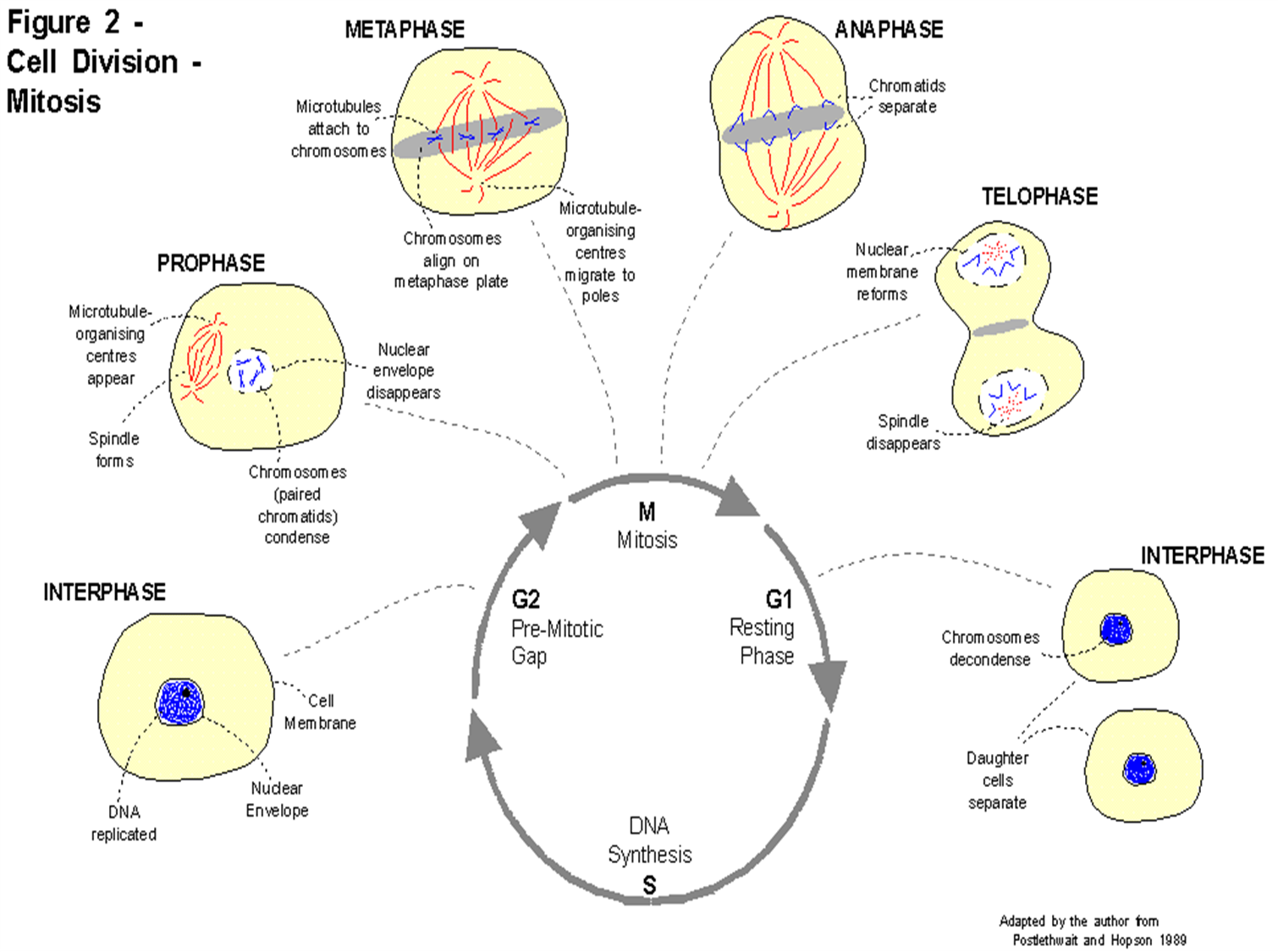 cell division cell division