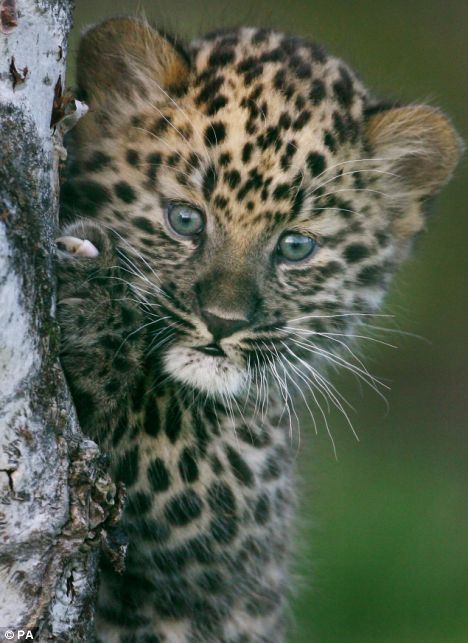 an introduction to the panthera pardus Issuu is a digital publishing platform that makes it simple to publish magazines, catalogs, newspapers, books, and more online easily share your publications and get them in front of issuu's millions of monthly readers title: killing incident of an anatolian leopard (panthera pardus tulliana. an introduction to the panthera pardus Issuu is a digital publishing platform that makes it simple to publish magazines, catalogs, newspapers, books, and more online easily share your publications and get them in front of issuu's millions of monthly readers title: killing incident of an anatolian leopard (panthera pardus tulliana.
