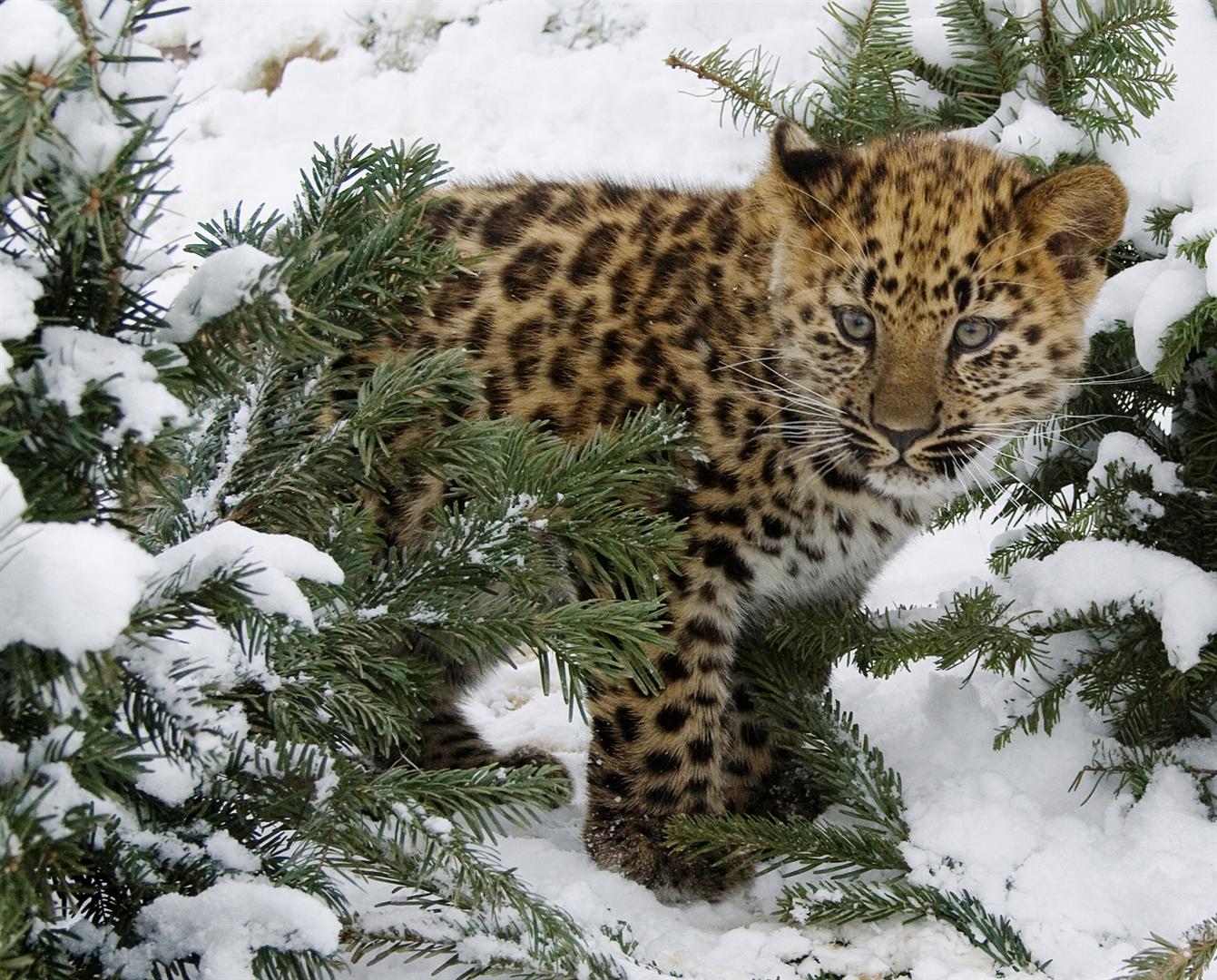 Amur Leopard at emaze Presentation