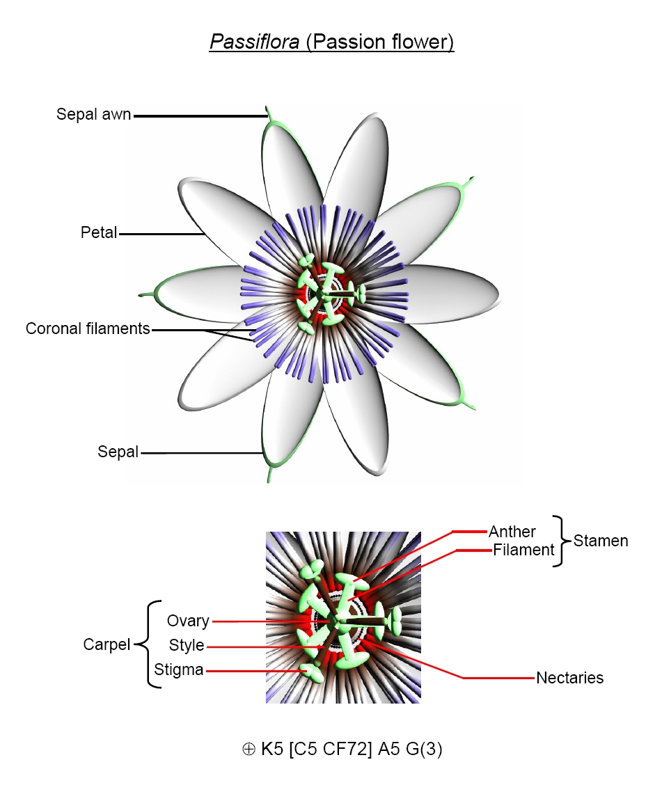 passion flower at emaze Presentation