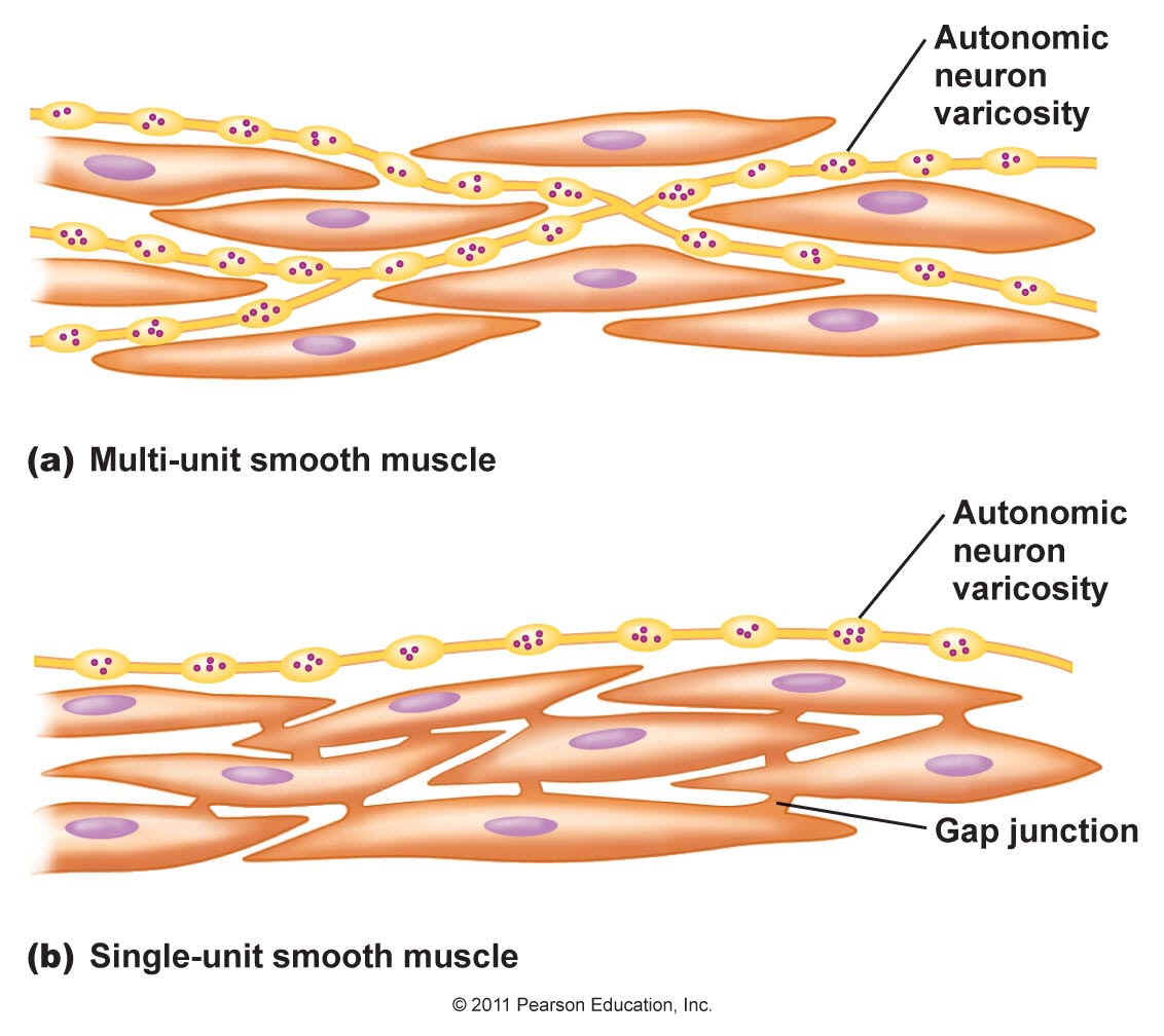 smooth-muscle-diagram-diagram-showing-types-of-muscle-cells