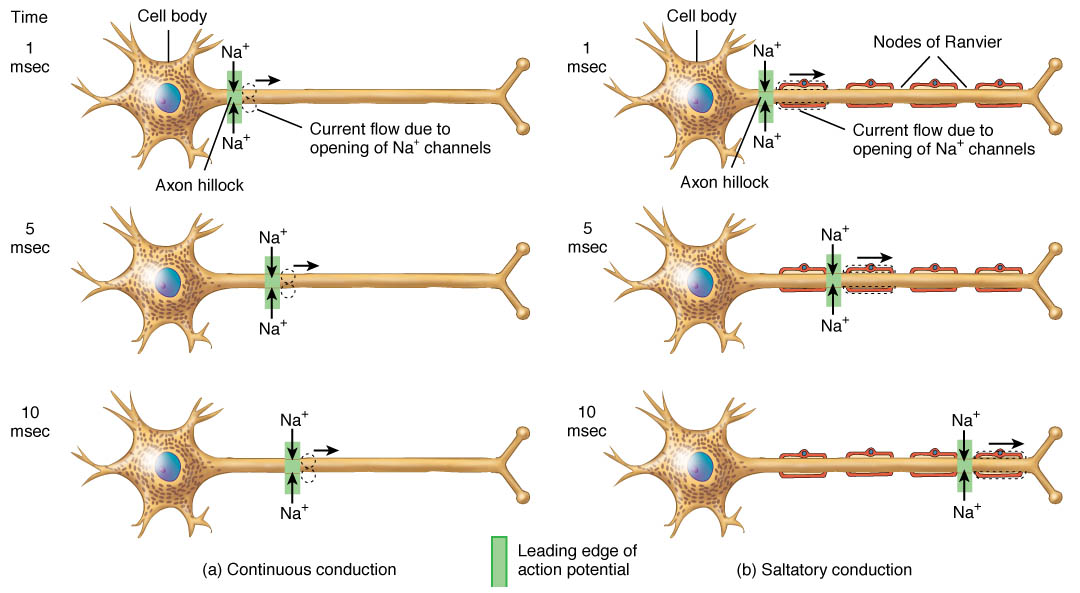 Neural Impulse on emaze