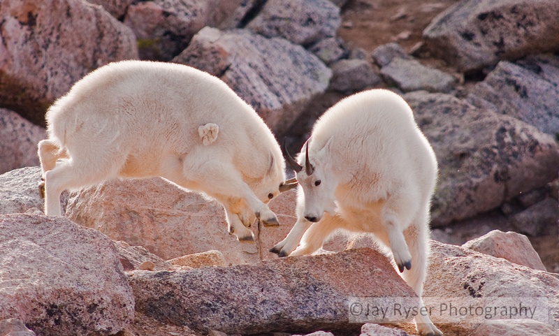Mountain Goats by Jacinta and Monique on emaze Biology Diagrams