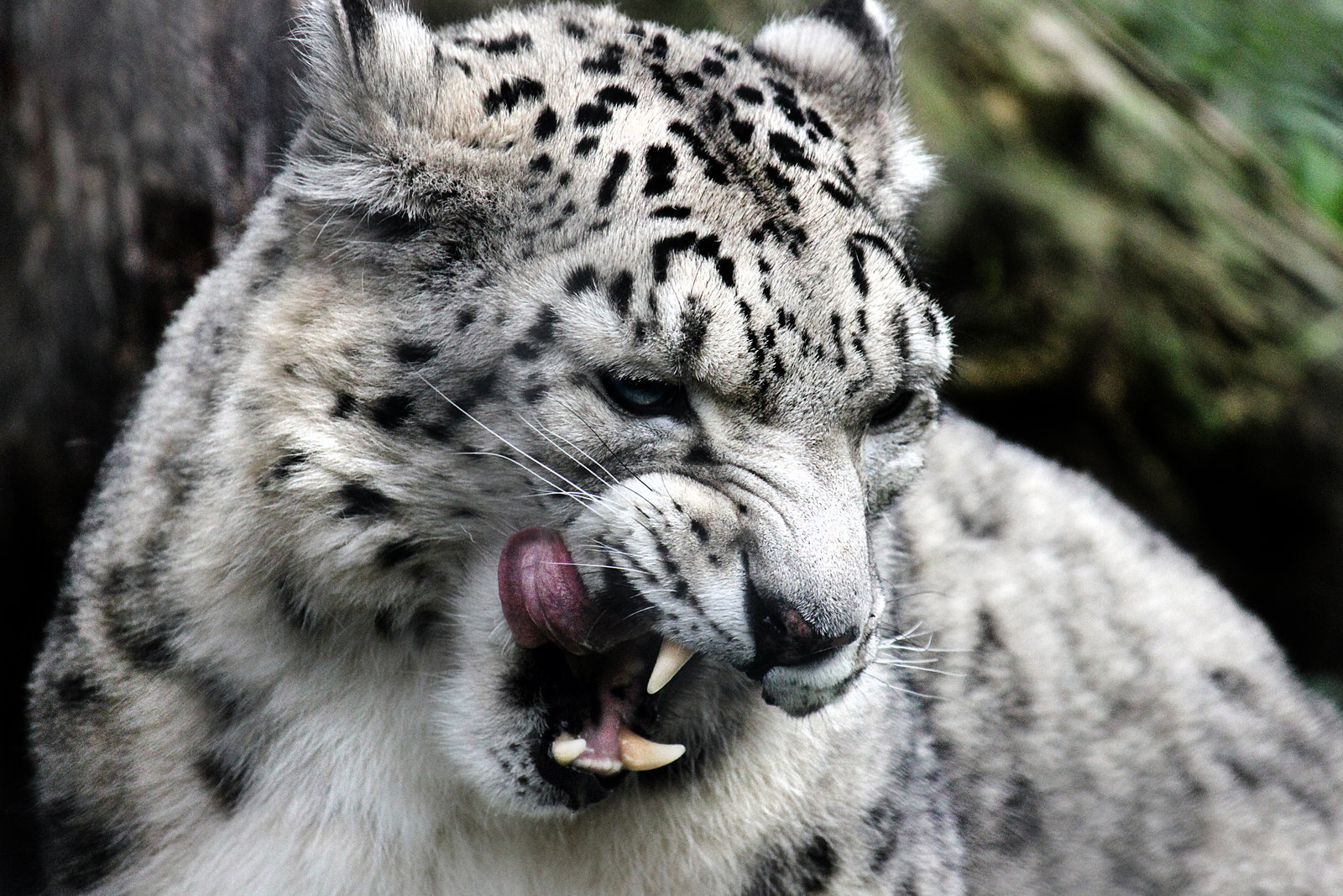 endangered-animal-snow-leopard-on-emaze