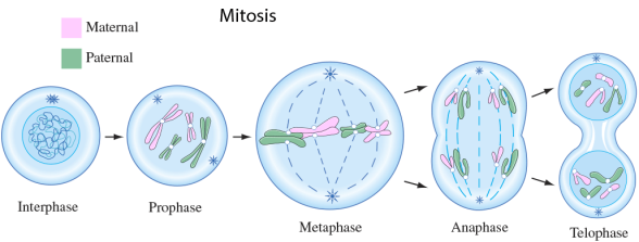mitoza seed mitoza seed