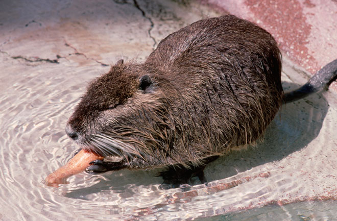 invasive-species-in-canada-and-climate-change-on-emaze