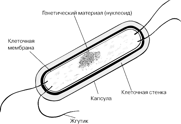 бактерияның құрылысы2.pptx on emaze