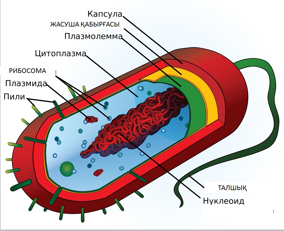 бактерияның құрылысы2.pptx on emaze