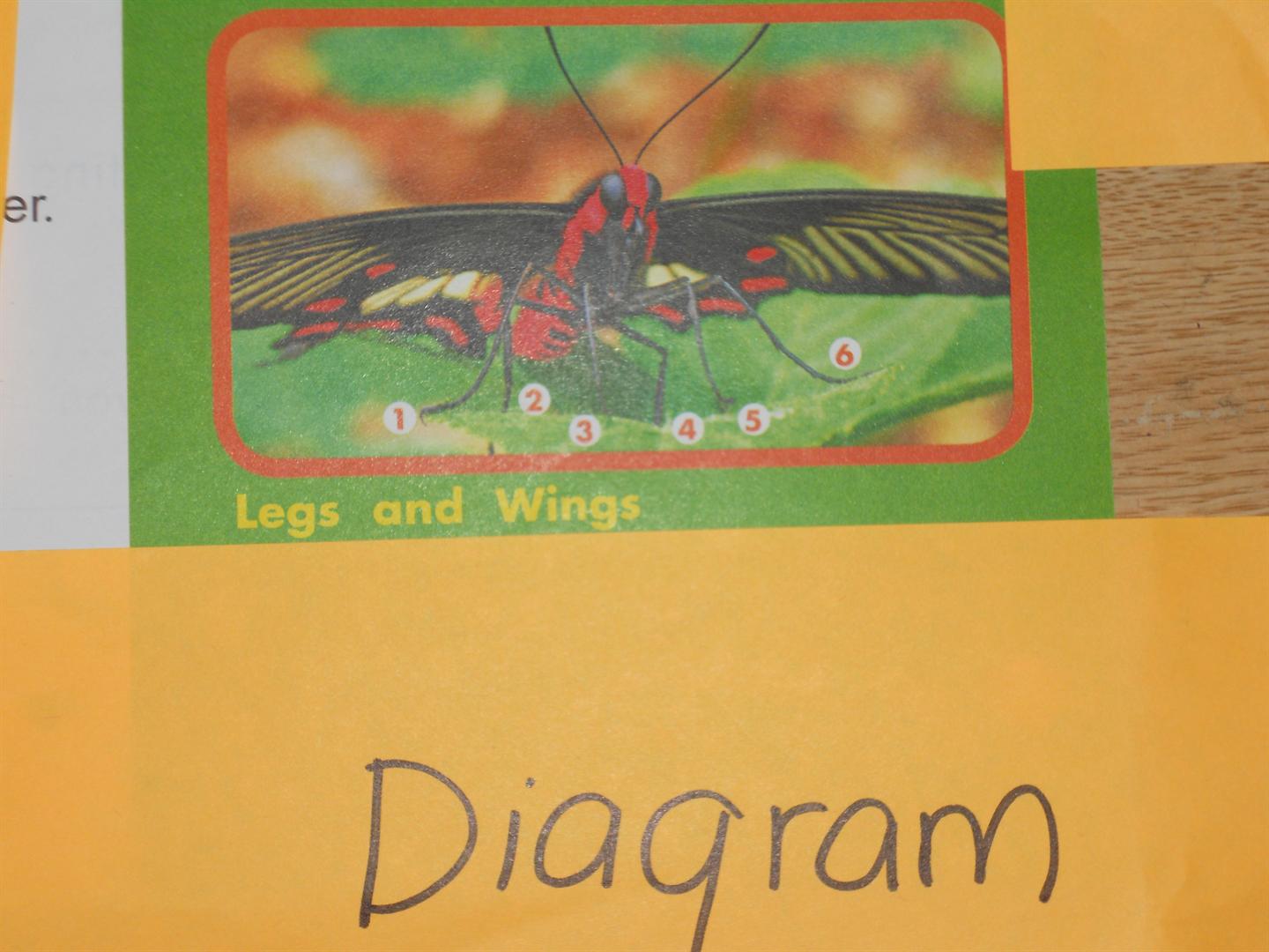text-feature-diagram-on-emaze