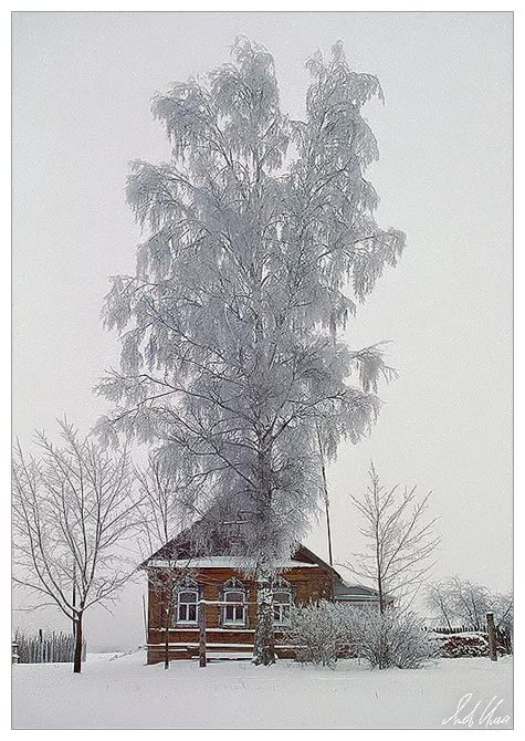 Белая береза картинки