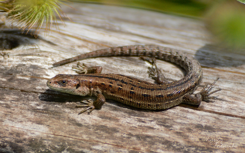 Загадочное пришествие рептилии вызывает тревогу