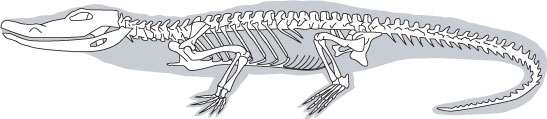 Скелет крокодила рисунок