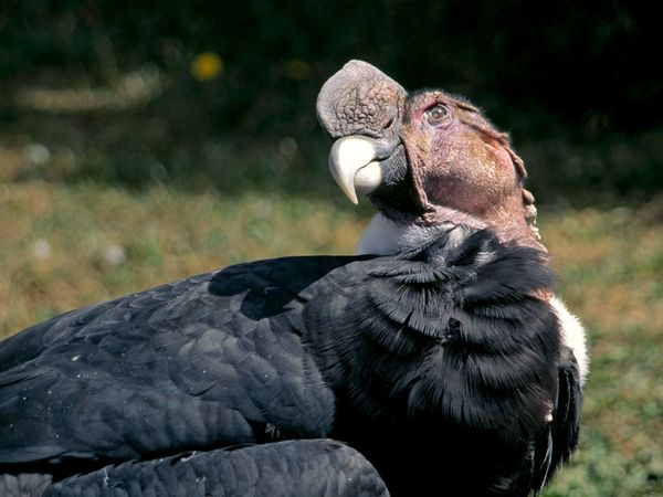 Vulture of the Andes movie download in mp4