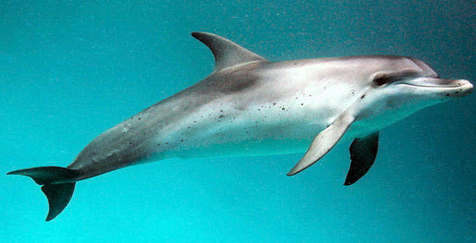 dolphin core openemu