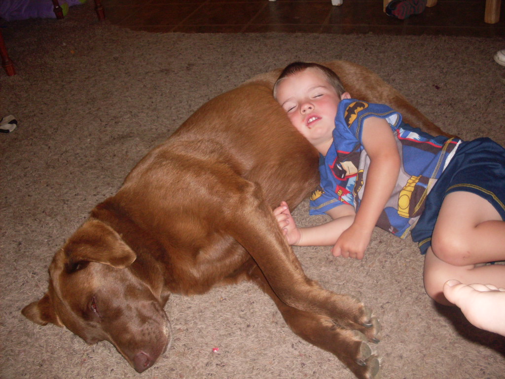 pets-allowed-in-school-on-emaze