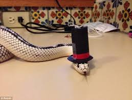 Snikkity Snakes In Hippity Hats On Emaze