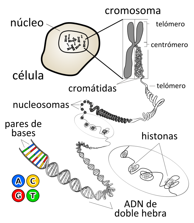 EL CICLO CELULAR On Emaze