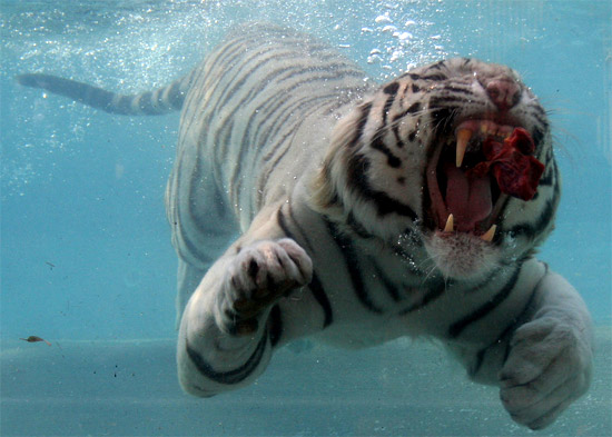 The Endangered White Tiger at emaze Presentation