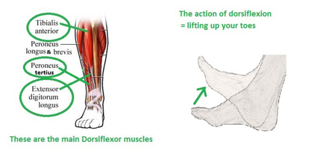 what muscle is responsible for dorsiflexion of the foot