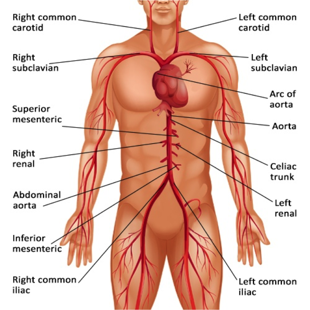 The Major Arteries Of The Body