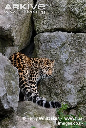 amur leo pard on emaze