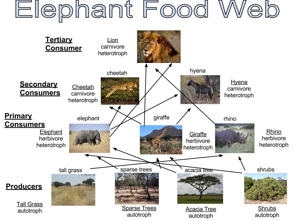 African Forest Elephant at emaze Presentation