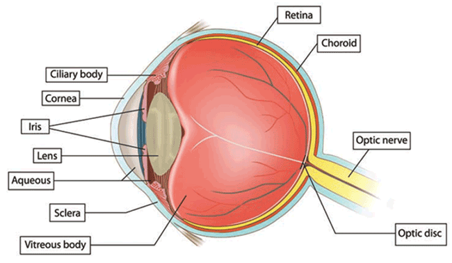 what-does-20-20-vision-mean-on-emaze