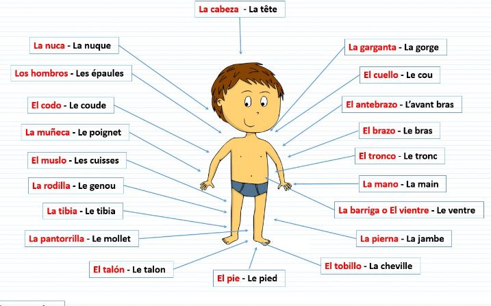 Las Partes Del Cuerpo En Frances