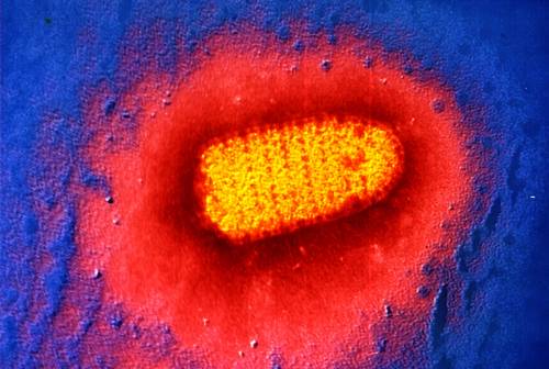 rabies on emaze