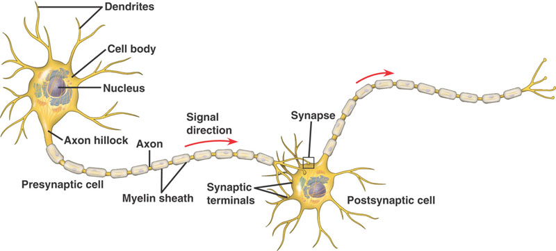 The Nervous System on emaze