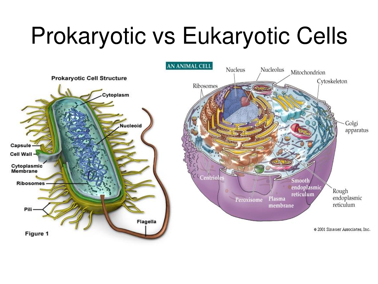 Plant animal and bacterial cells Idea