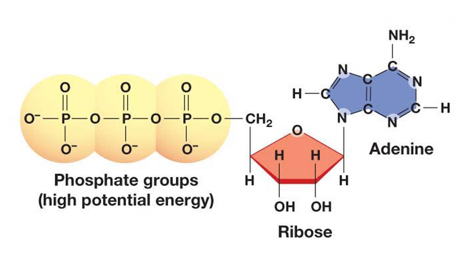 ATP Definition and Importance in Metabolism