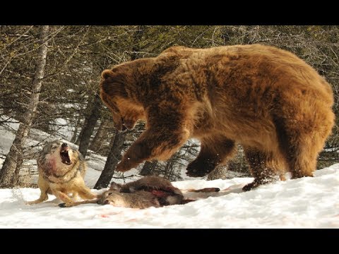 arctic wolf competitors