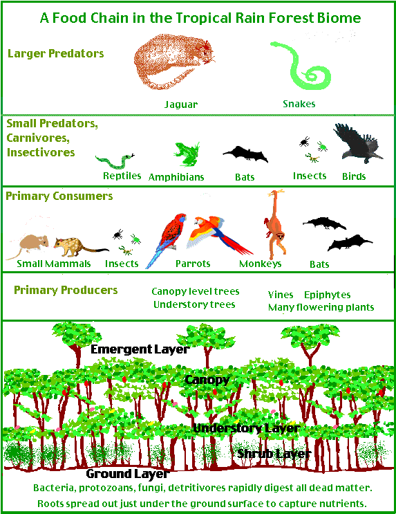 tropical-rainforest-on-emaze