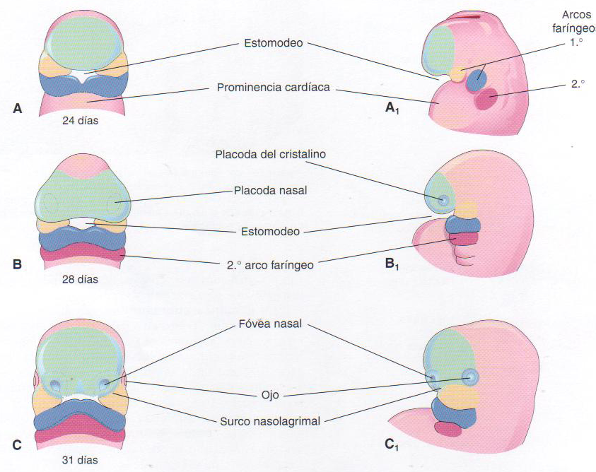 Cabeza Cuello Pptx At Emaze Presentation