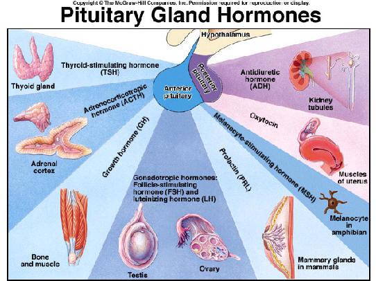 Endocrine System pptx.pptx on emaze